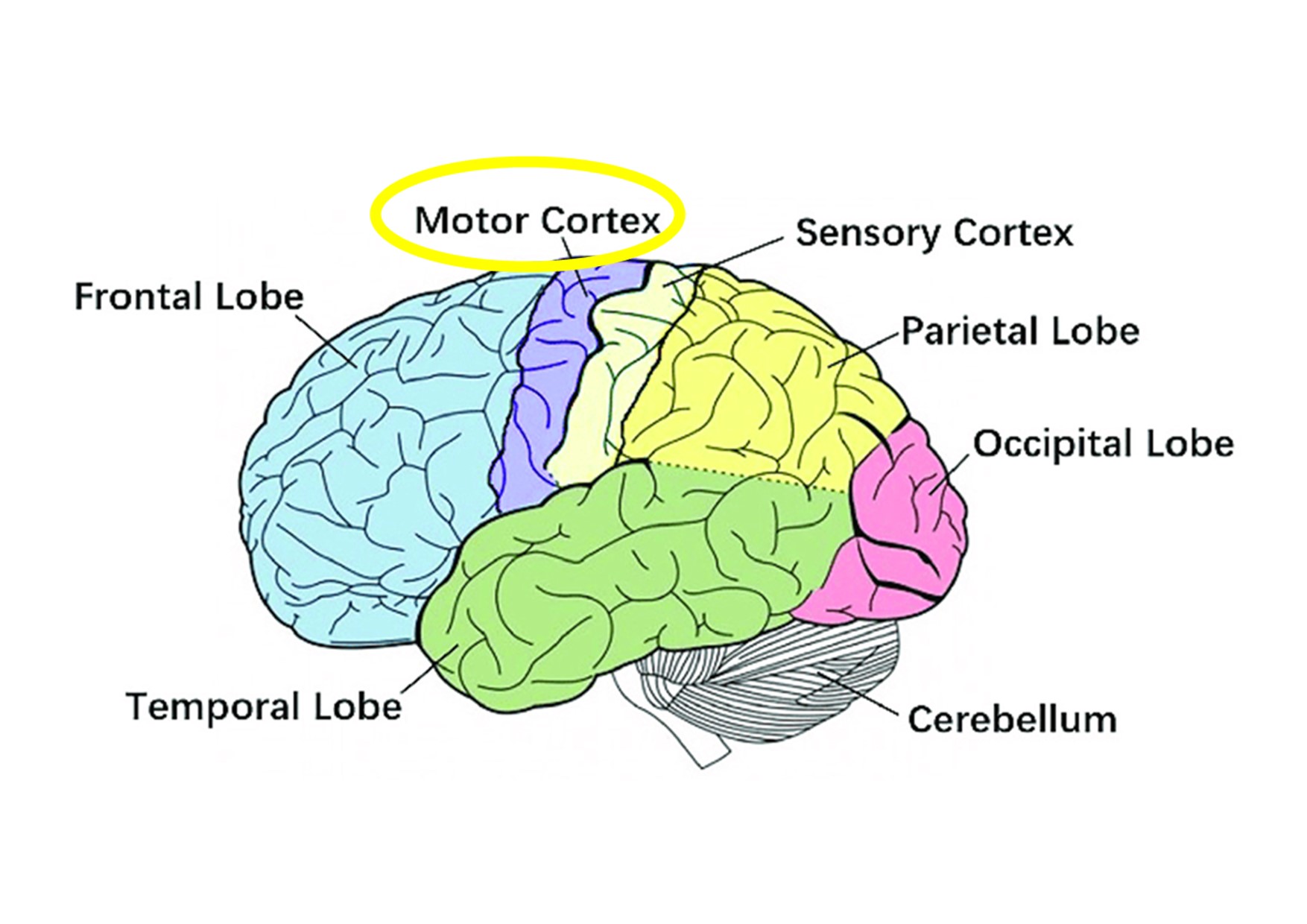 4brain. Sensory Cortex. Проекционные зоны коры головного мозга. Primary Sensory Cortex. ИС Кортекс.