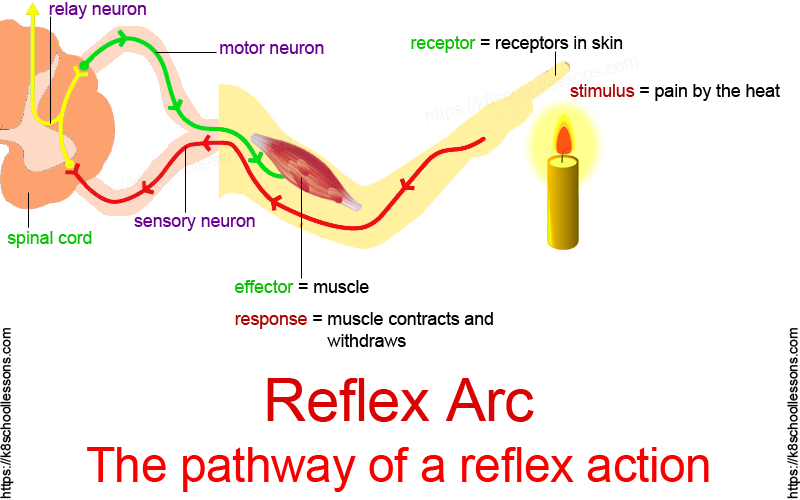 Reflex arc: The pathway of a reflex action