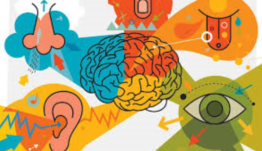 Sensory integration and its significance in feeding, speech and language  abilities - Playstreet